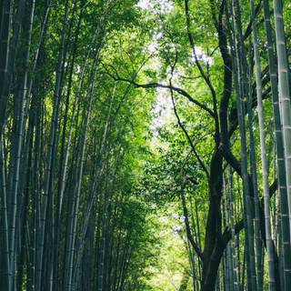 Bamboo iPhone wallpaper