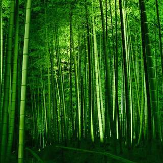 Bamboo iPhone wallpaper