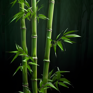 Bamboo iPhone wallpaper