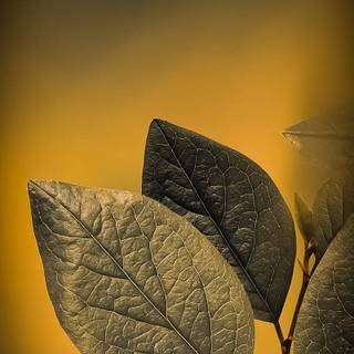 Google theme wallpaper