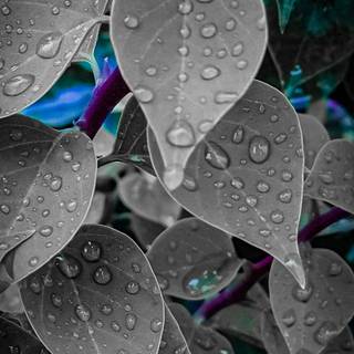 Google theme wallpaper