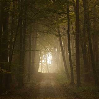 Autumn iPhone 16 wallpaper