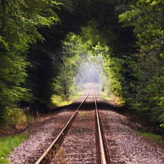 Summer paths wallpaper