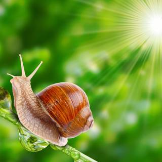 Snail 4k wallpaper