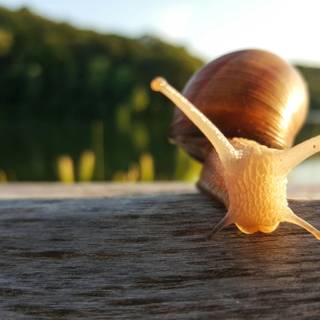 Snail 4k wallpaper