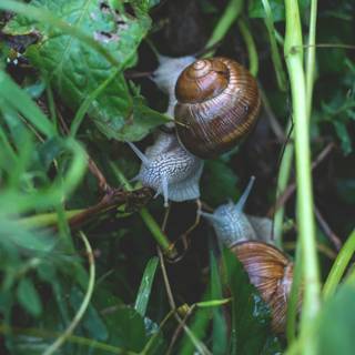 Snail 4k wallpaper