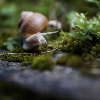 Snail 4k wallpaper