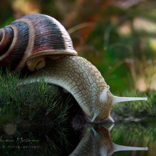 Snail 4k wallpaper