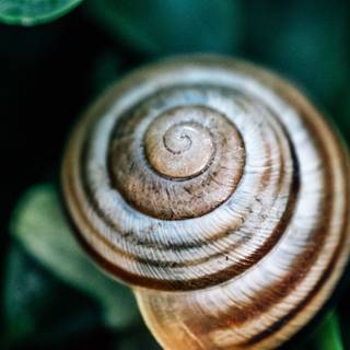 Snail 4k wallpaper