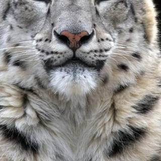 iPhone X leopard wallpaper