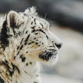 iPhone X leopard wallpaper