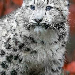 iPhone X leopard wallpaper