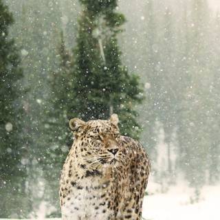 iPhone X leopard wallpaper