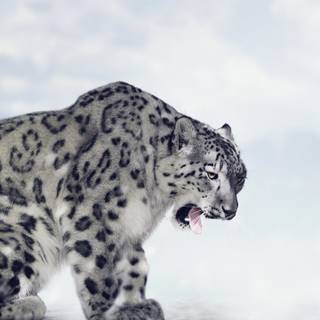 iPhone X leopard wallpaper