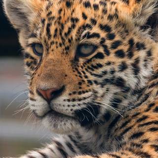 iPhone X leopard wallpaper