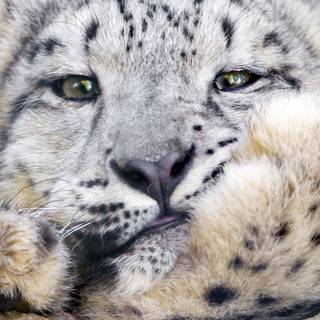 iPhone X leopard wallpaper