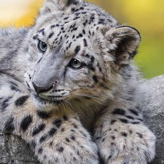 iPhone X leopard wallpaper