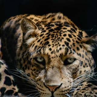 iPhone X leopard wallpaper