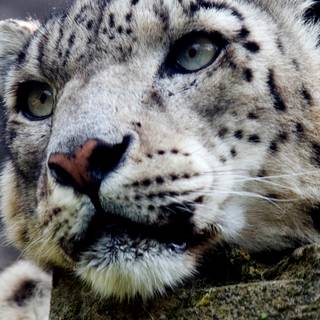 iPhone X leopard wallpaper