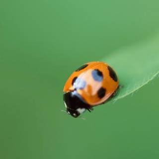 iPhone X leopard wallpaper