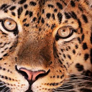 iPhone X leopard wallpaper