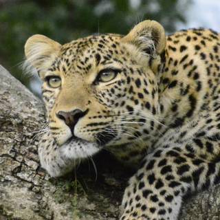 iPhone X leopard wallpaper