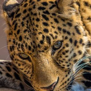 iPhone X leopard wallpaper