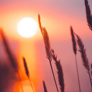 iPhone X sunset wallpaper