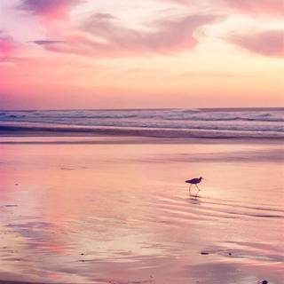 iPhone X sunset wallpaper