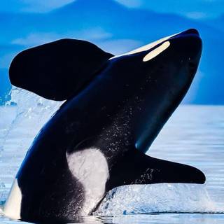 Orca phone wallpaper