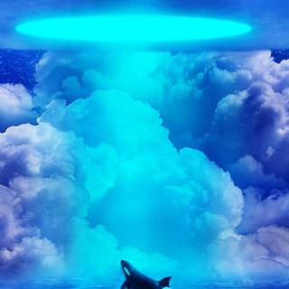 Orca phone wallpaper