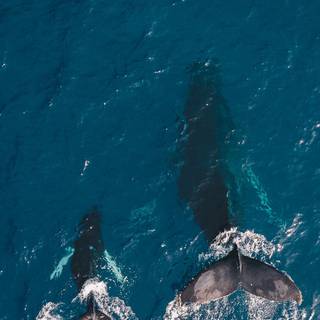 Orca phone wallpaper