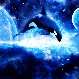 Desktop orcas wallpaper