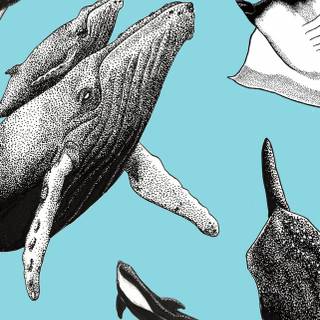 Orca phone wallpaper