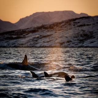 Orca phone wallpaper