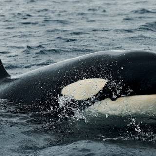 Desktop orcas wallpaper