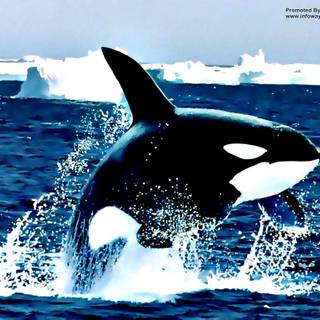 Orca The Killer Whale wallpaper