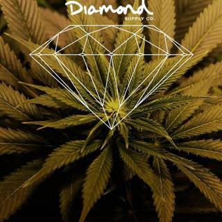 Weed iPhone X wallpaper