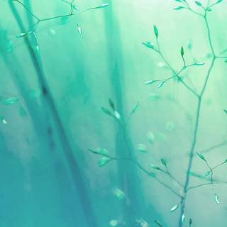 Weed iPhone X wallpaper