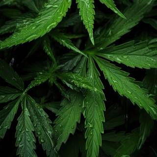 Weed iPhone X wallpaper