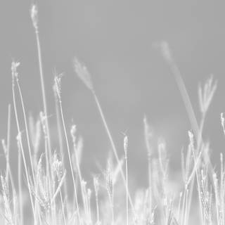 Weed iPhone X wallpaper