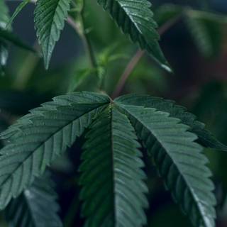 Weed iPhone X wallpaper