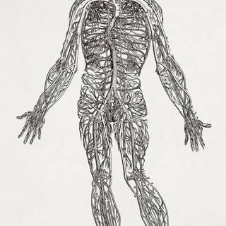 Anatomy iPhone wallpaper