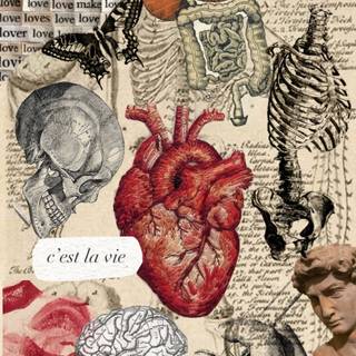 Anatomy iPhone wallpaper