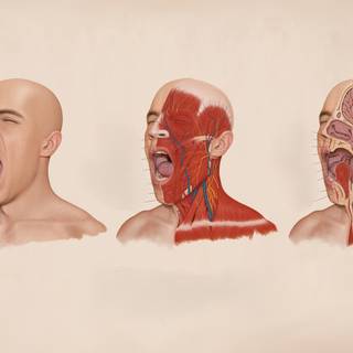 Anatomy desktop wallpaper