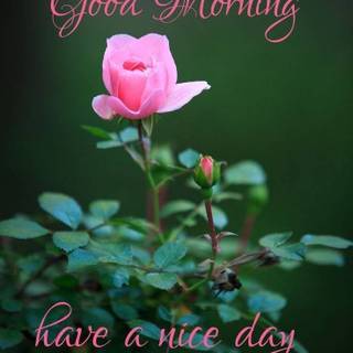 Good morning phone wallpaper