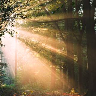 Good morning phone wallpaper