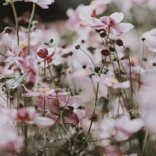 iPhone X pink wallpaper