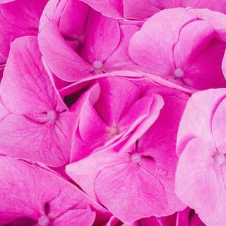 iPhone X pink wallpaper