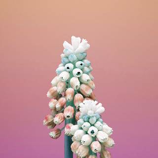 iPhone X pink wallpaper